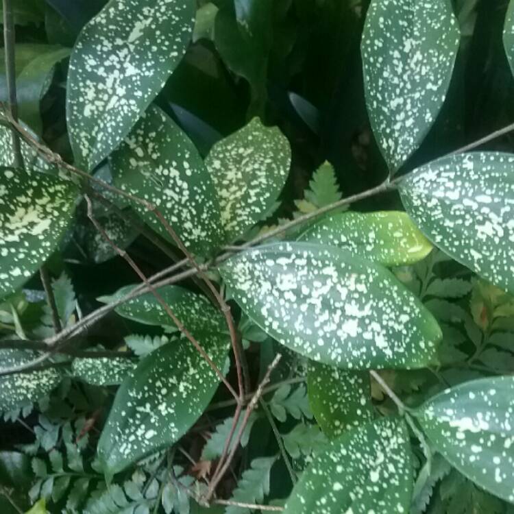 Plant image Dracaena godseffiana syn. D. surculosa 'Florida Beauty'