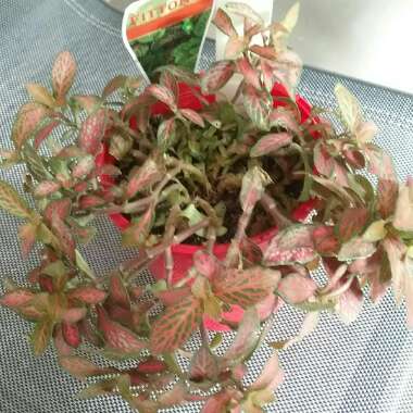 Fittonia argyroneura syn. Fittonia verschaffeltii