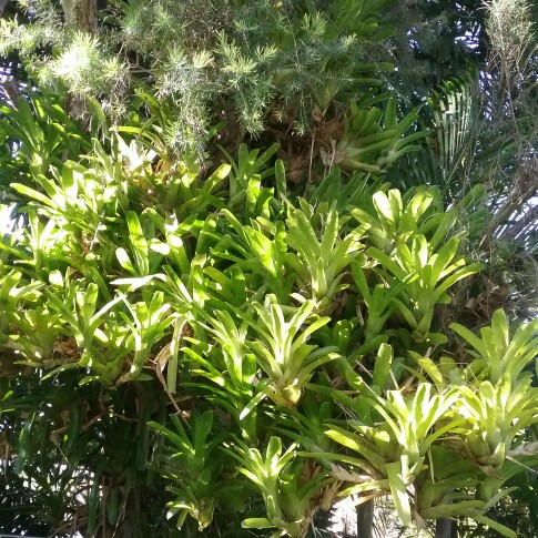 plant image 32971