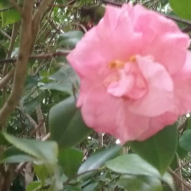 Plant image Camellia japonica 'Laurie Bray'