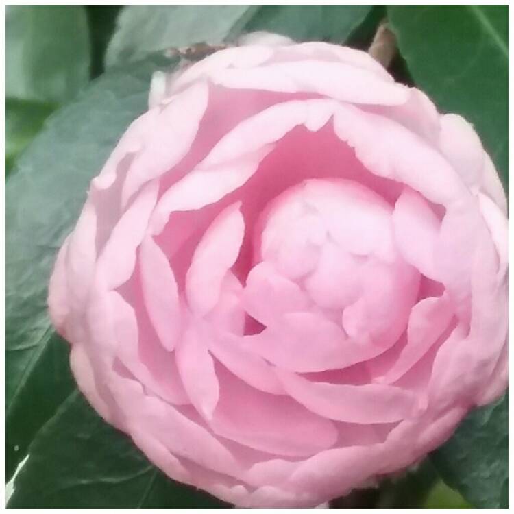 plant image 397694