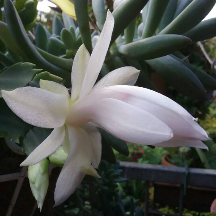 plant image 416346