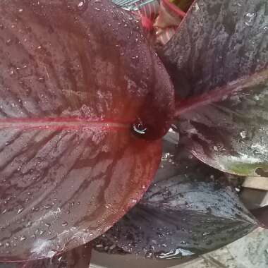 Canna 'Lon01' syn. Canna 'Tropicanna Black'