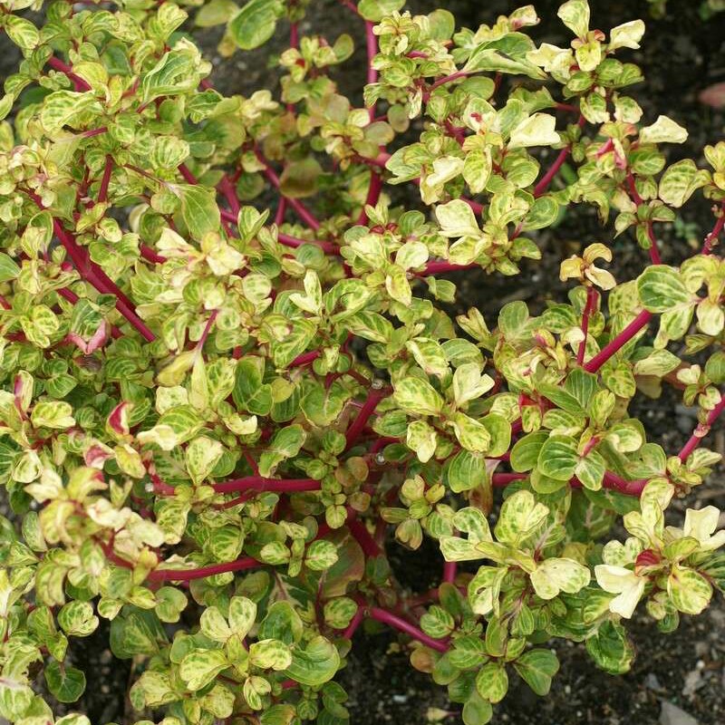 Plant image Iresine lindenii 'Variegata'