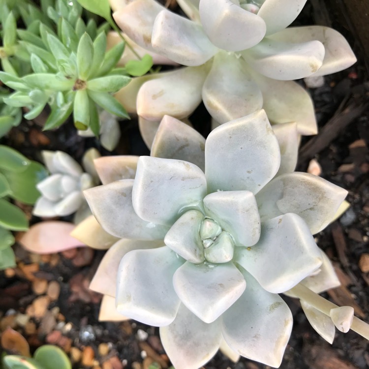 plant image 872163