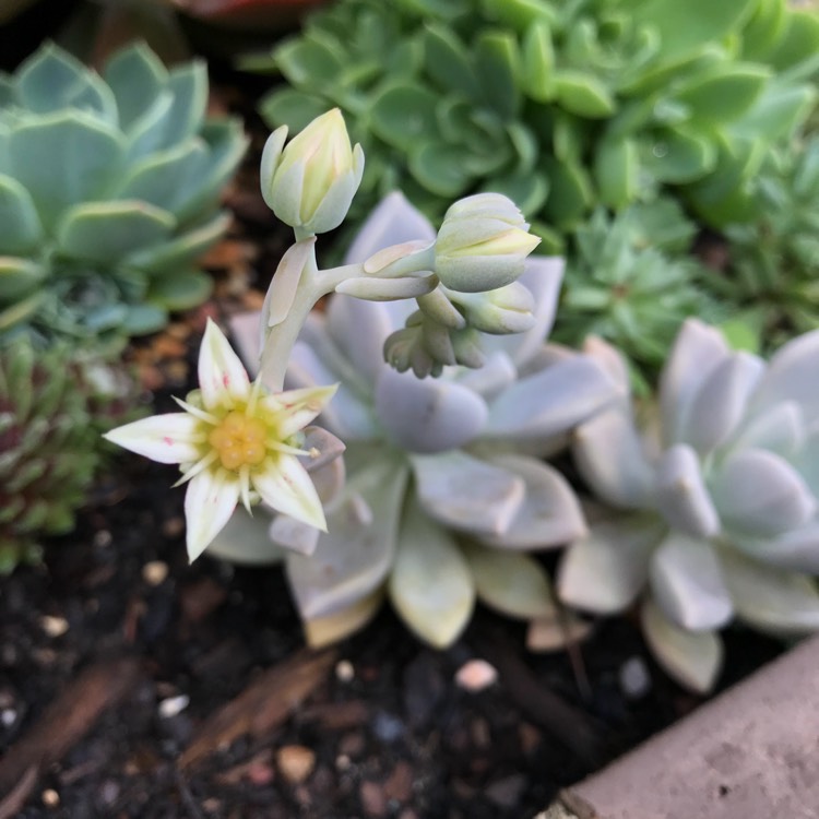 plant image 872167