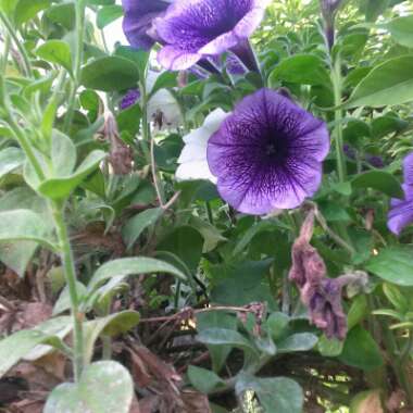 Lesley's garden