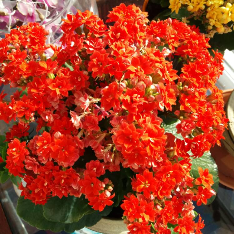 Plant image Kalanchoe blossfeldiana 'Red'
