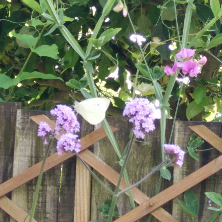 Purple Top Vervain