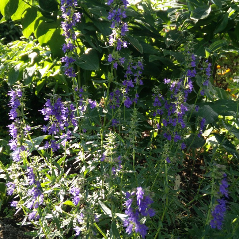 Hyssop