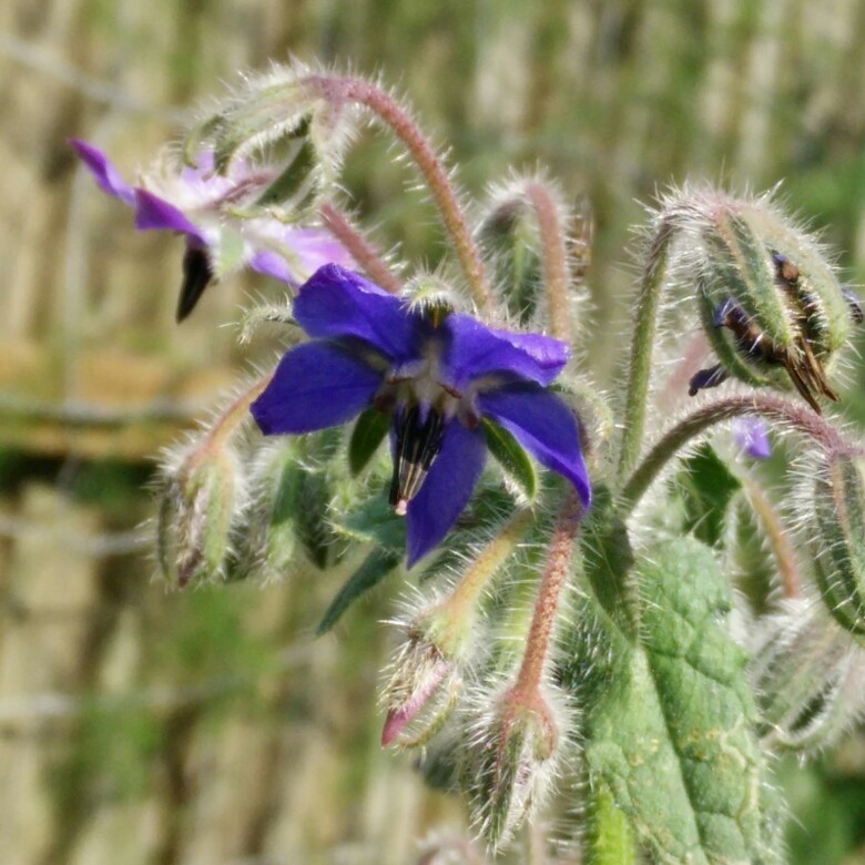 Common borage