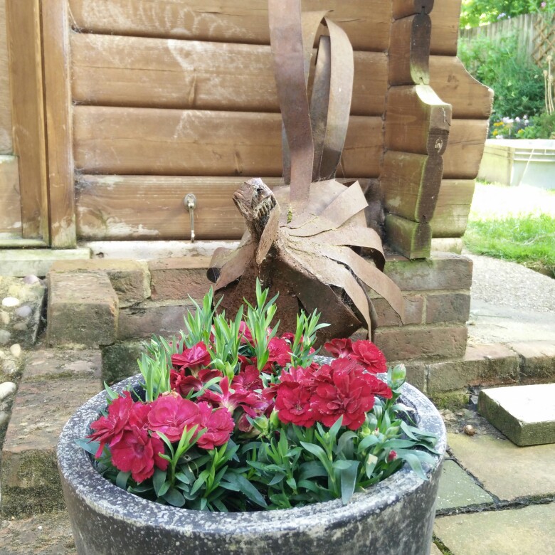 Sweet William