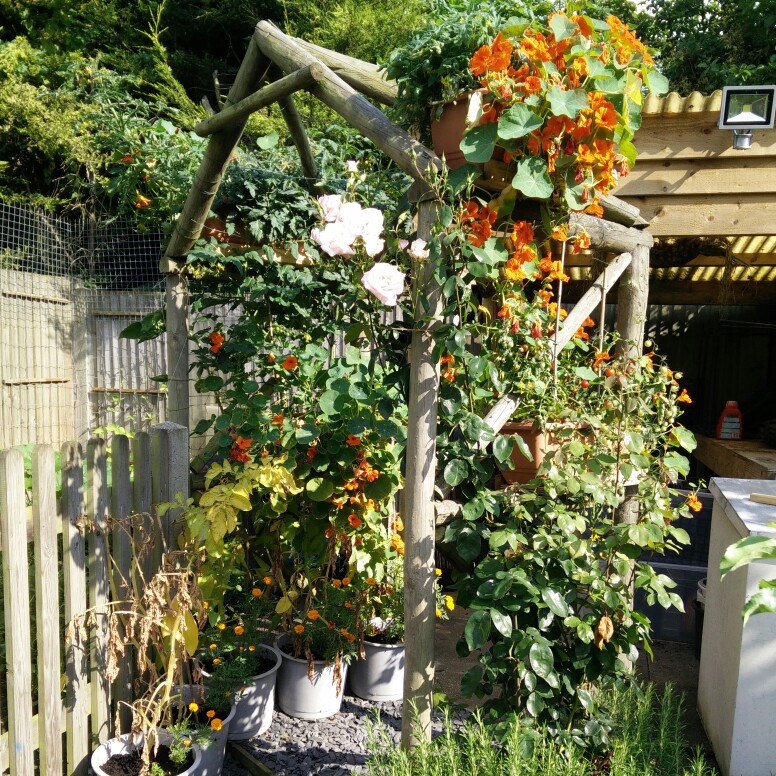 Lel's garden