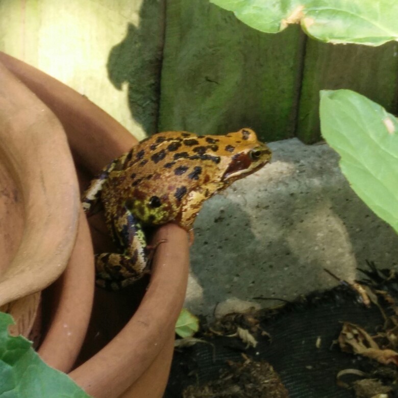 Lel's garden