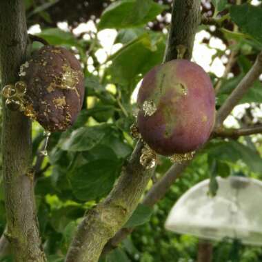 Plum 'Victoria'