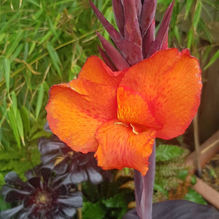plant image 1118806