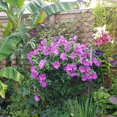 Alison-Len's garden