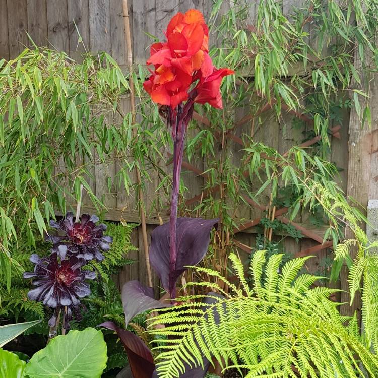 plant image 1129010