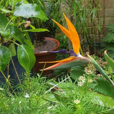 Bird Of Paradise