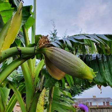 Japanese Banana
