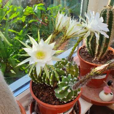 Easter Lily Cactus 'Dominos'