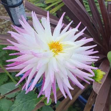 Bedding Dahlia
