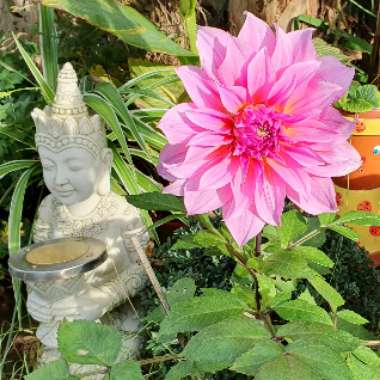 Bedding Dahlia