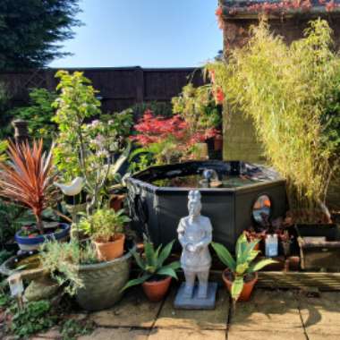 Alison-Len's garden