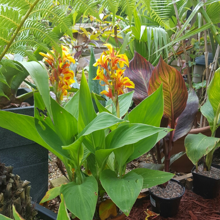 Plant image Canna 'Cleopatra' syn. Canna 'Yellow King Humbert', Canna 'Harlequin'
