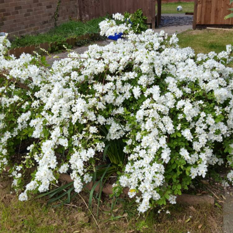 Plant image Exochorda Serratifolia 'Snow White'