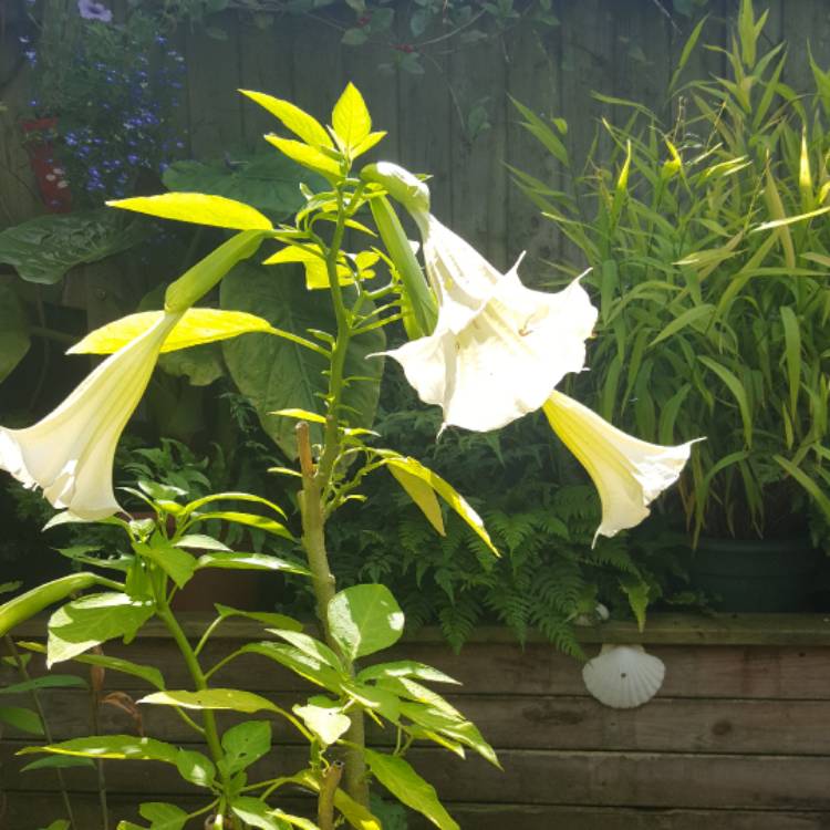 plant image 516969