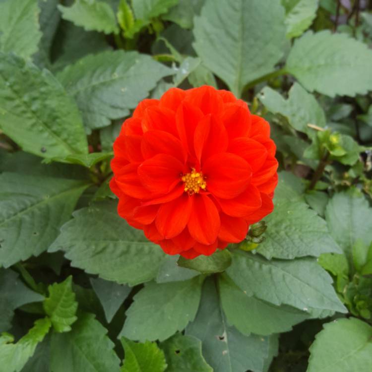plant image 551146 plant image 551146