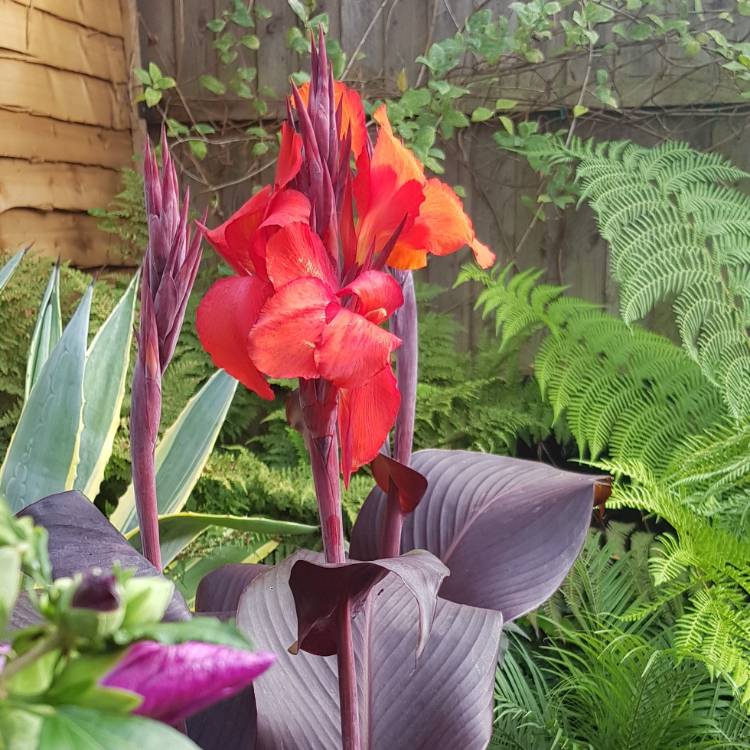 plant image 825260