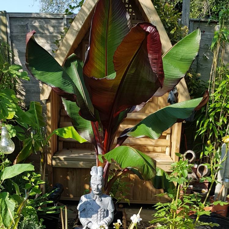 plant image 835375 plant image 835375