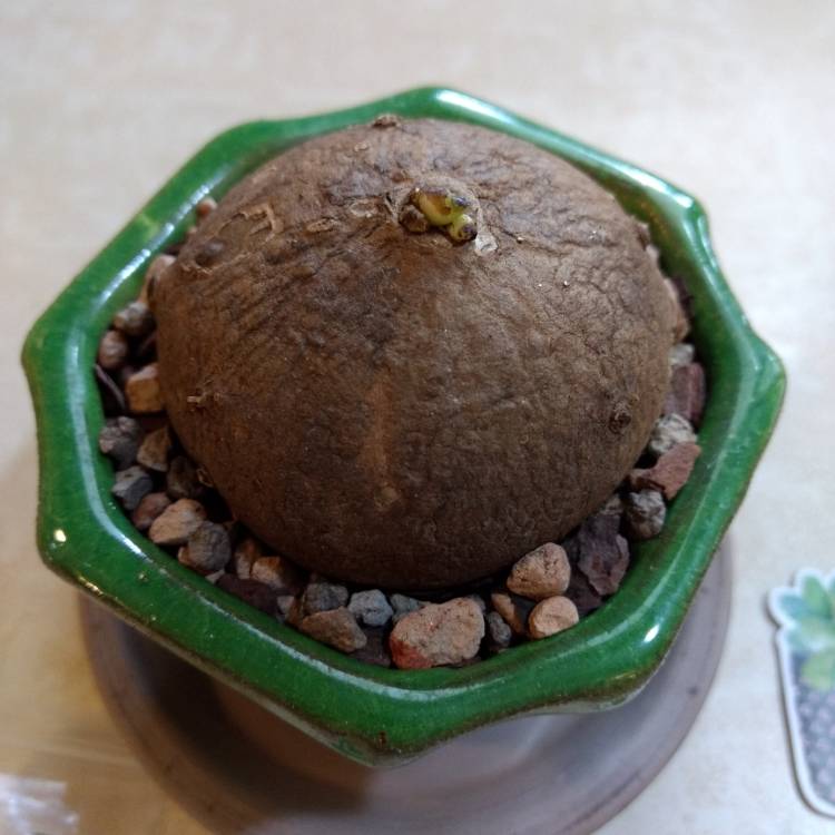 Plant image Stephania Erecta