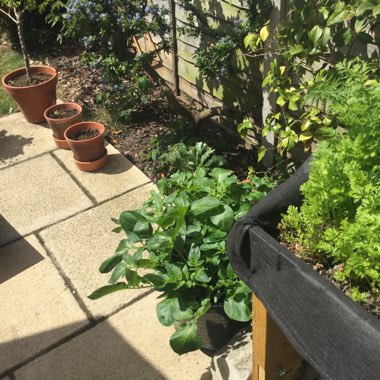 Lena's garden