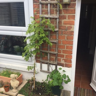 Japanese Wisteria 'Yae-kokuryu'