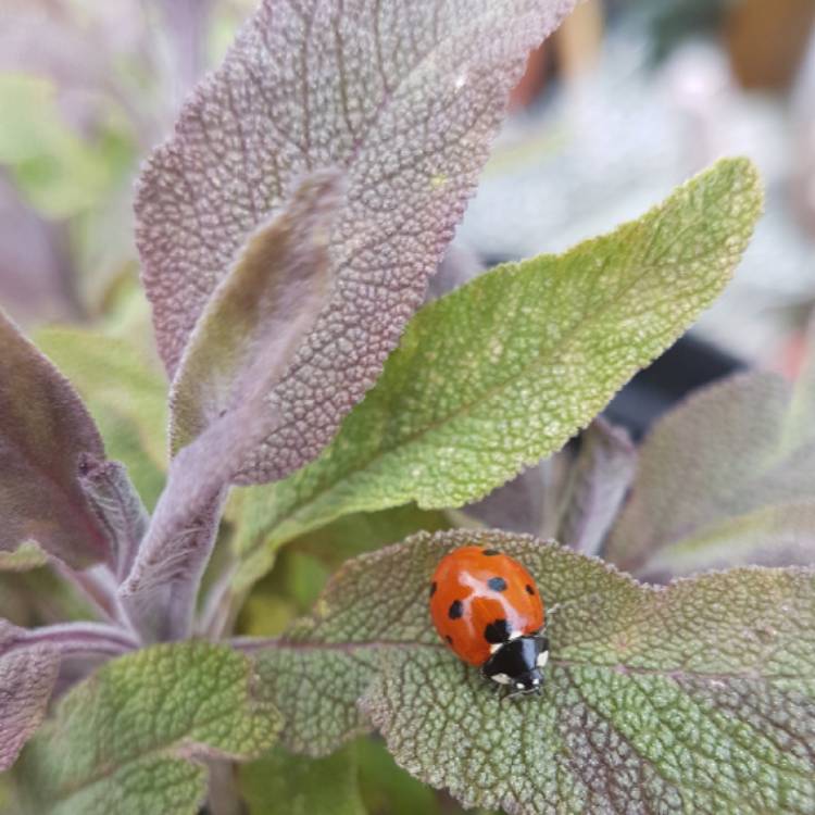 Plant image Salvia officinalis 'Purpurascens'