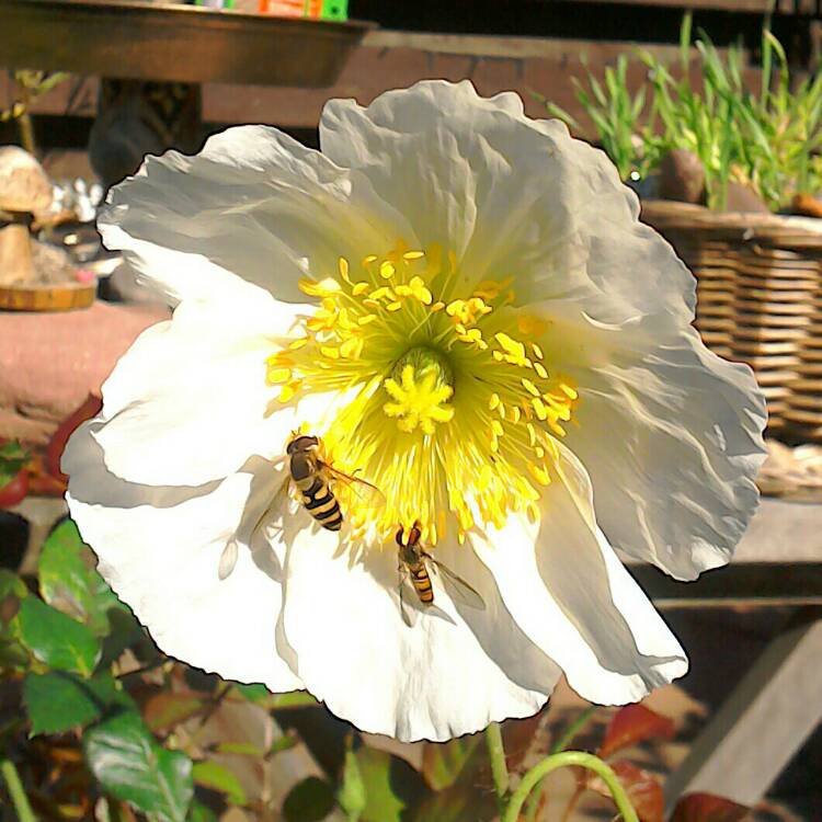 plant image 217134 plant image 217134