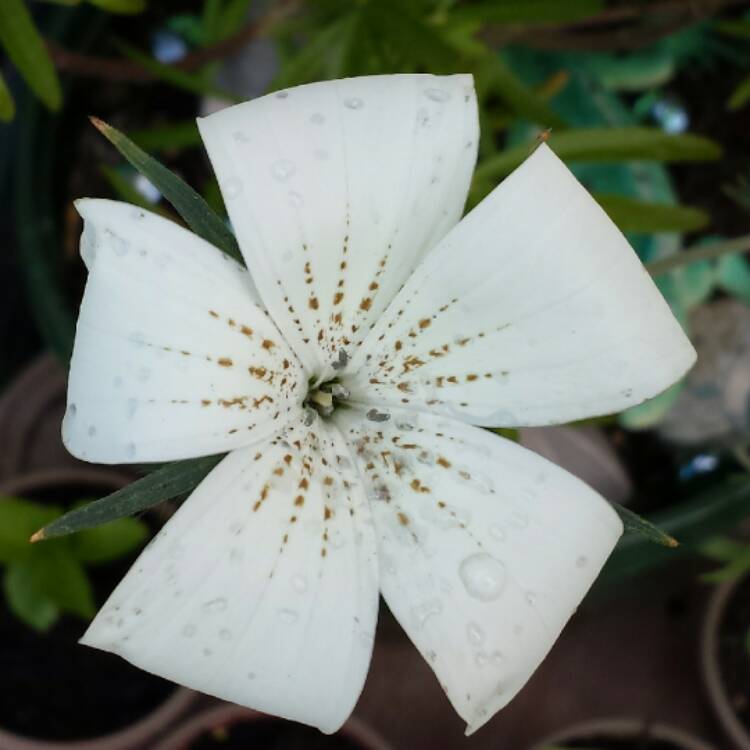 plant image 513506