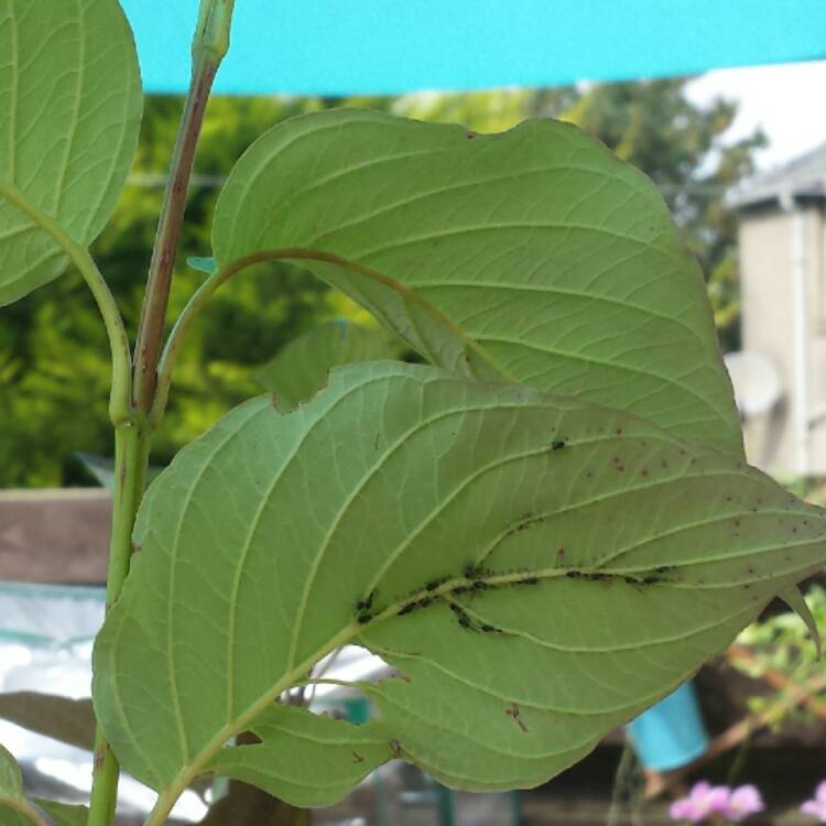 plant image 529982