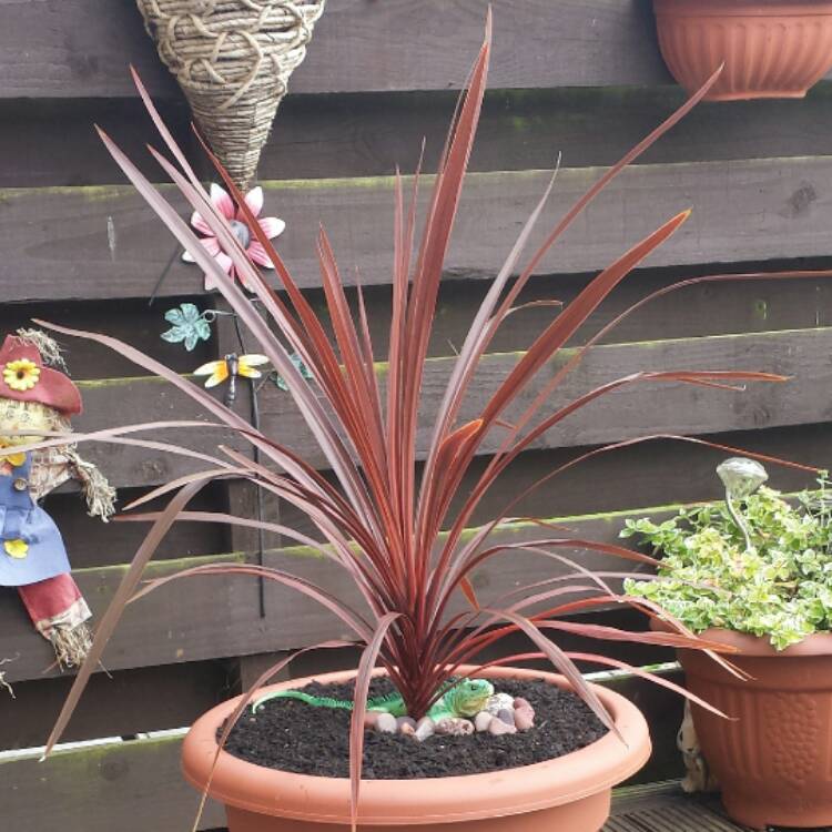 plant image 530261 plant image 530261