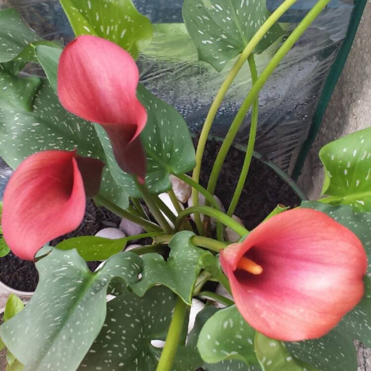 Plant image Zantedeschia 'Red Charm'