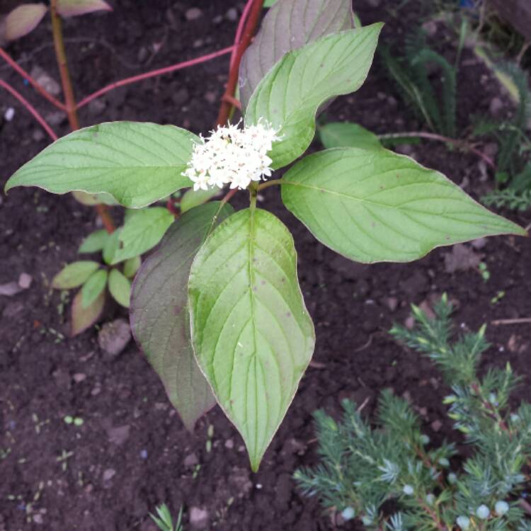 plant image 541916 plant image 541916