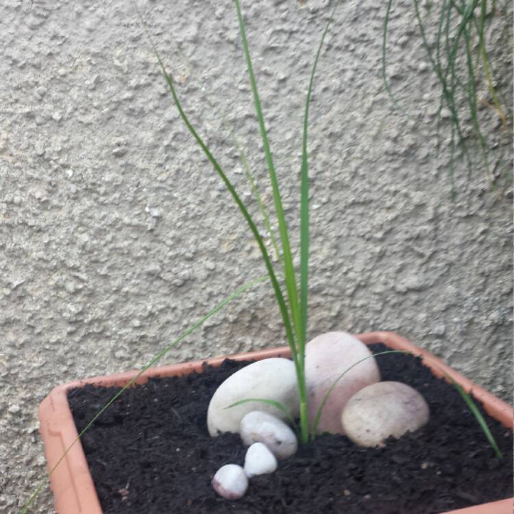 Plant image Cortaderia selloana 'Rosea'
