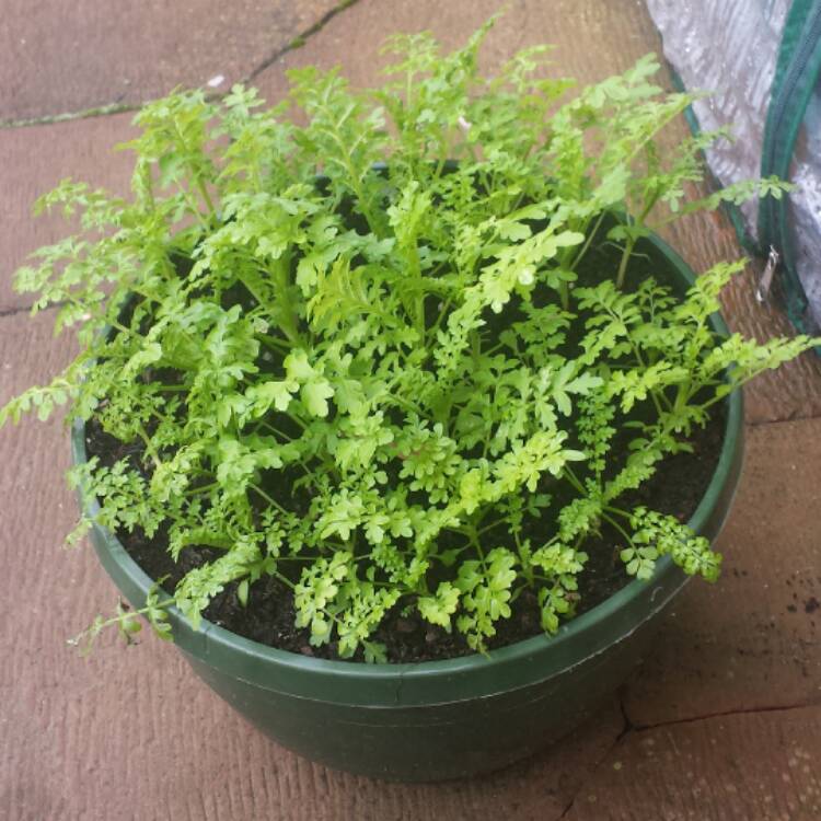 plant image 586623