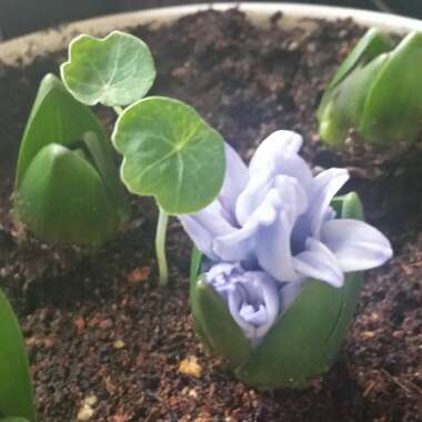 Hyacinthus orientalis 'Delft Blue'
