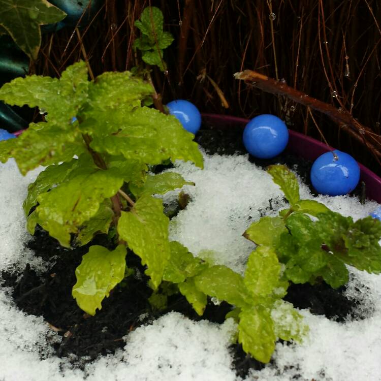 plant image 627294 plant image 627294