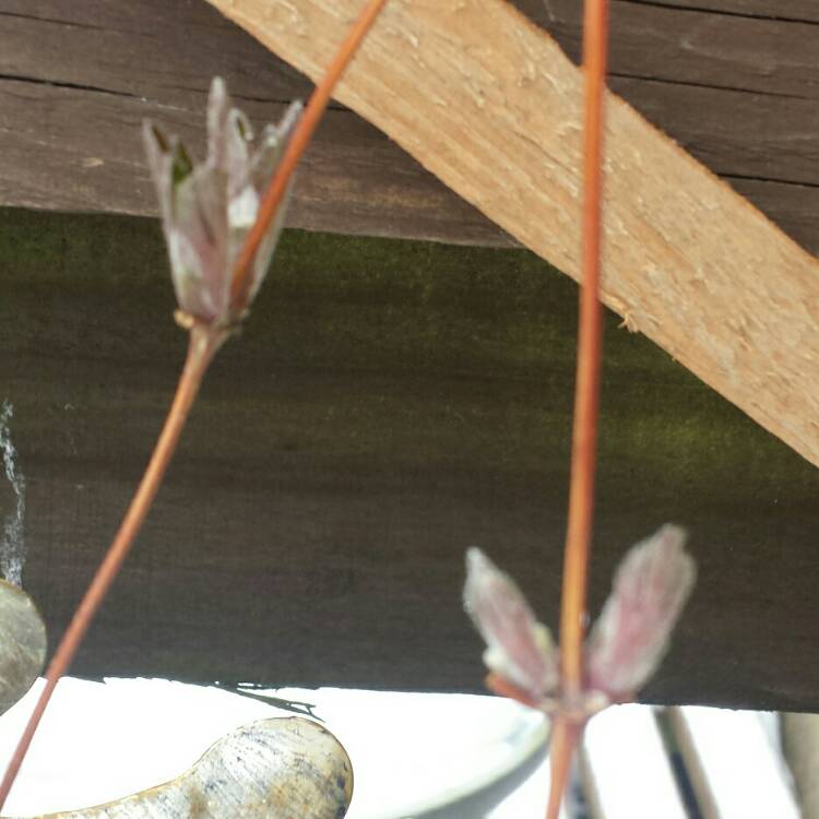 plant image 627314 plant image 627314