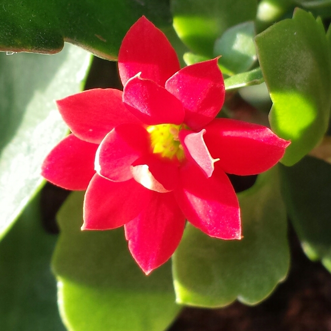 Plant image Kalanchoe